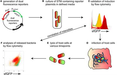 Comprehensive Single Cell Analyses of the Nutritional Environment of Intracellular Salmonella enterica